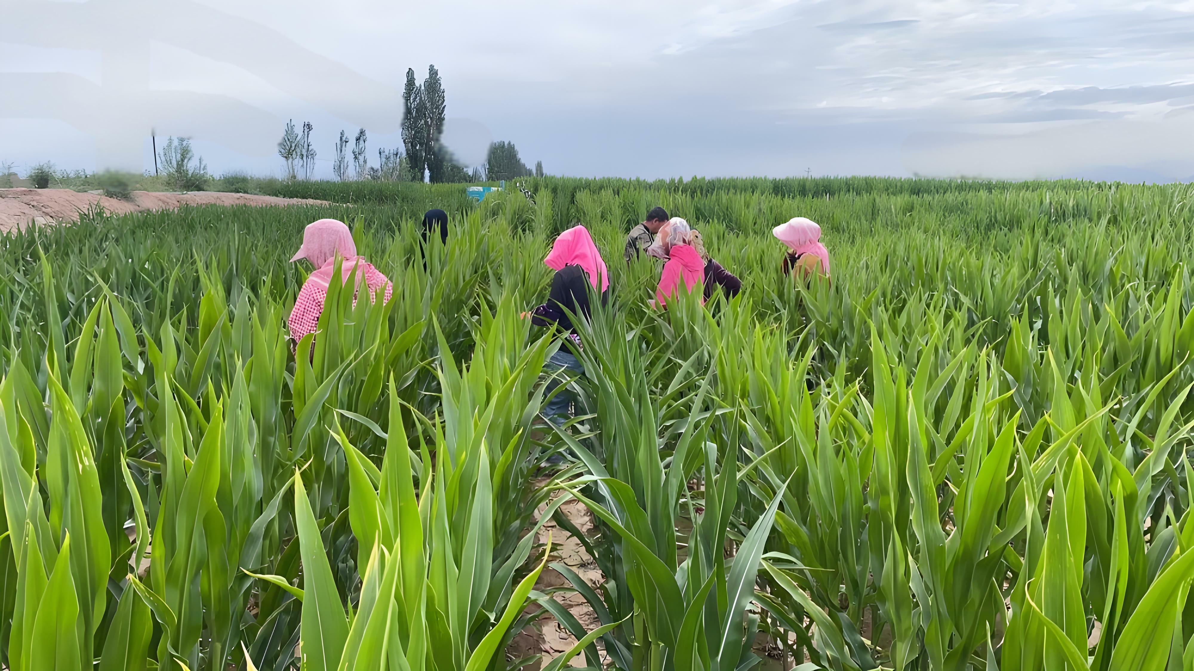 守護(hù)種子“純度生命線” | 敦煌種業(yè)高質(zhì)量推進(jìn)玉米去雄工作